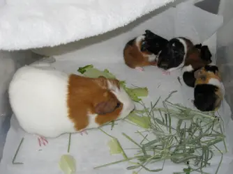 baby pigs!.webp baby pigs!.webp