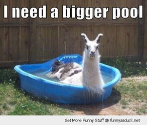 meme paddling pool.webp