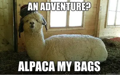 alpaca.webp