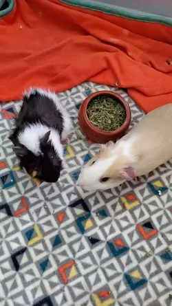 oreo and butterscotch - hay.webp