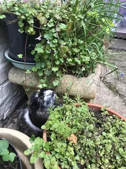 Flora finds the marjoram.webp Flora finds the marjoram.webp