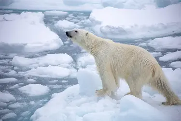 Polar_bear_Arctic.webp