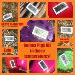 Temperature comparison Reast Anglian Guinea Pig Rescue 2020.jpg