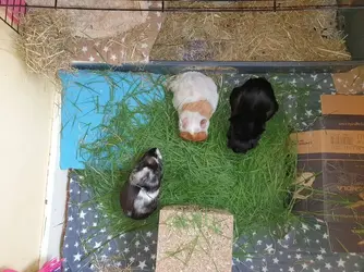 grassy munch.webp