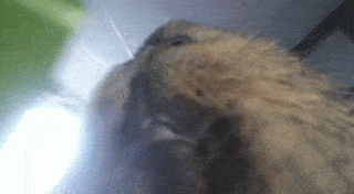 Zara before dental.gif Zara before dental.gif