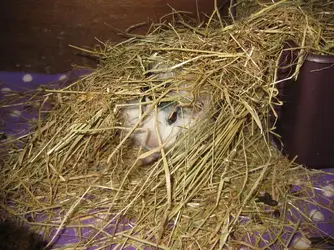 Lexi in hay tunnel 2.webp