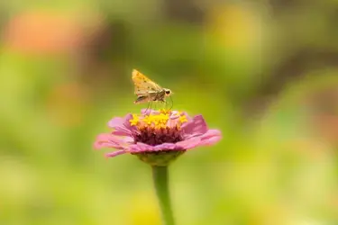 Skipper Butterfly on Pale Pink Flower.jpg