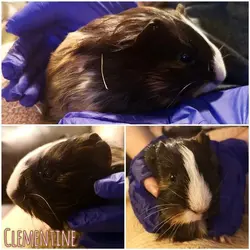 Clementine.jpg