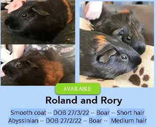 Roland and Rory.jpg Roland and Rory.jpg