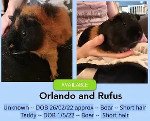 Orlando and Rufus.jpg Orlando and Rufus.jpg