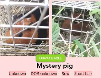 Mystery pig.jpg