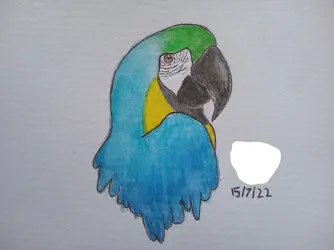 Inkedgreen and gold macaw.webp