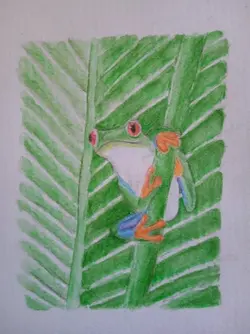 tree frog.webp