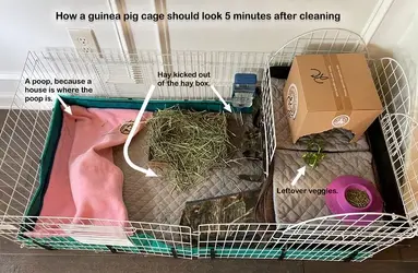 Guinea Pig Cage Meme.webp