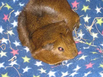Thea Feeties 5.webp