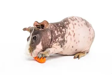 (Print-Res 8 x 12) Kat Ku Modern Pet Photos - Naked Piggies_138.webp