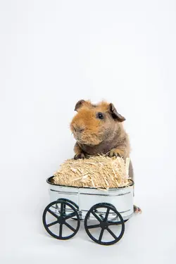 (Print-Res 8 x 12) Kat Ku Modern Pet Photos - Naked Piggies_014.webp