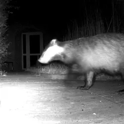 badger 1.webp