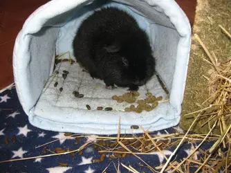 Meg Breakfast in Bed.JPG