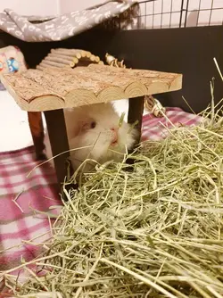 Guinea pig attracting flies best sale