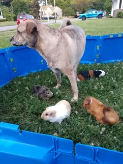 char&pigs.webp