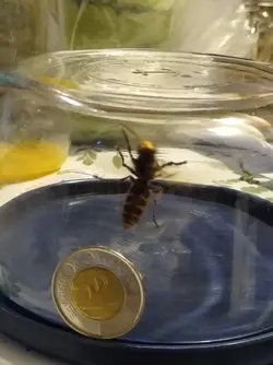 wasp1.webp wasp1.webp