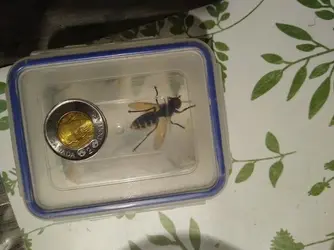 wasp.webp wasp.webp