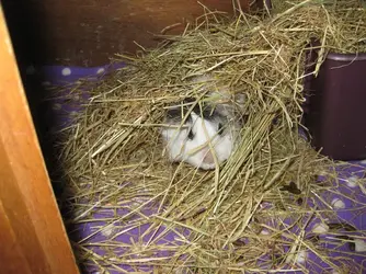 Lexi in hay tunnel.webp