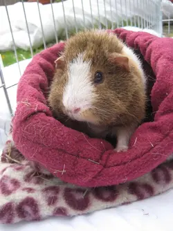 Dennis in snuggle sack 2.JPG