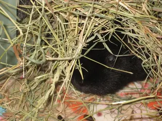 Meg hiding in hay 3.JPG