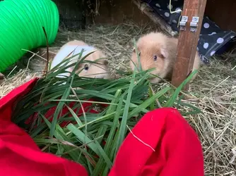 breakfasting pigs.jpg
