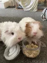 percy piglet pea flakes.webp percy piglet pea flakes.webp