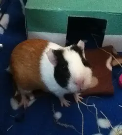 little meeek.webp