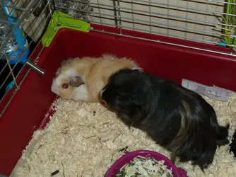 Arthur n Romano first meeting.webp