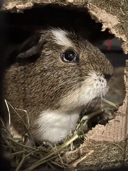 2EAE8F17-953C-4693-98B2-124F4DE3EABF.webp