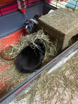 George likes the hay.webp