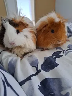 Guinea pig for sale pets at home hotsell