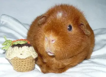 billie_muffin_P1250129.jpg