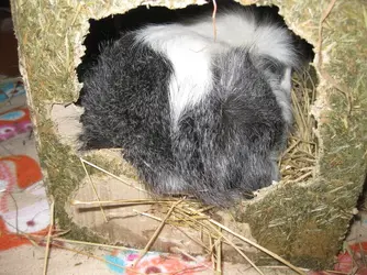 Lexi bum haycube.webp