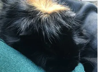 Aegir piggy.jpg Aegir piggy.jpg