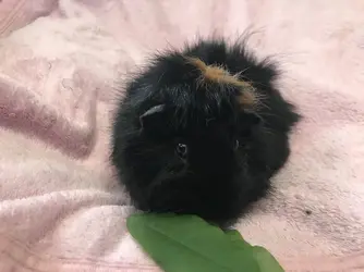 Aegir with leaf.jpeg Aegir with leaf.jpeg