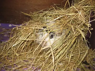 Lexi in Hay tunnel 3.webp