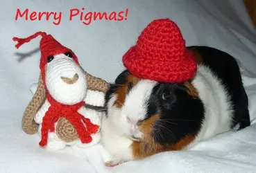 odi_pigmas_22.webp