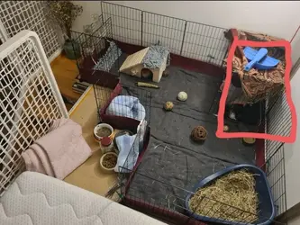 Screenshot_20230221-115658_Gallery.webp