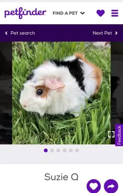 newestpiggy.webp
