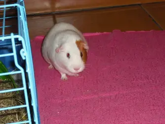 DSCF4542.webp