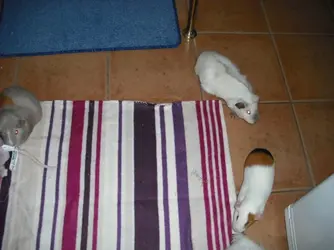DSCF4537.webp