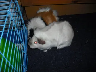 DSCF4545.webp