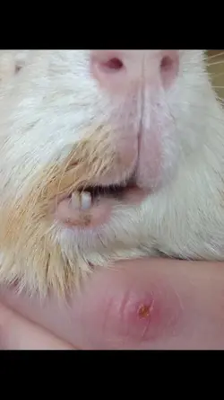 Toffee - before dental.webp