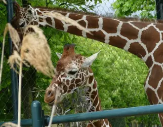 baby_giraffe_P1200302.webp